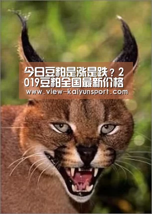 今日豆粕是涨是跌?2019豆粕全国最新价格行情汇总“开云平台”(图2) 开云